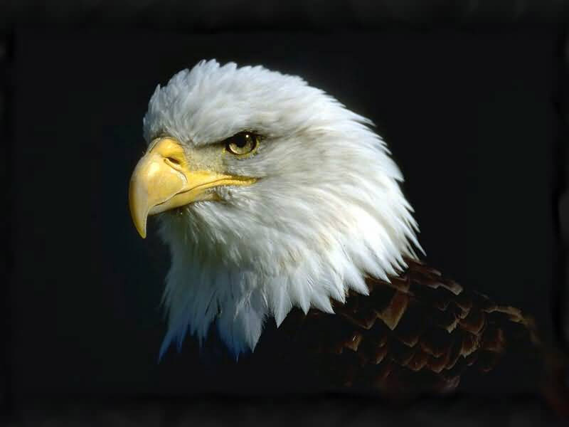 Soar like an eagle!!!!